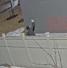 The RNC are requesting assistance with identifying these suspects of spray paint property damage in the <a href="/TownofCBS/">Conception Bay South</a>.

If you can assist, please contact the RNC at 729-8000, or report anonymously with <a href="/NLCrimeStoppers/">NL Crime Stoppers</a>. 

RNC File 2023-19667
#PropertyDamage