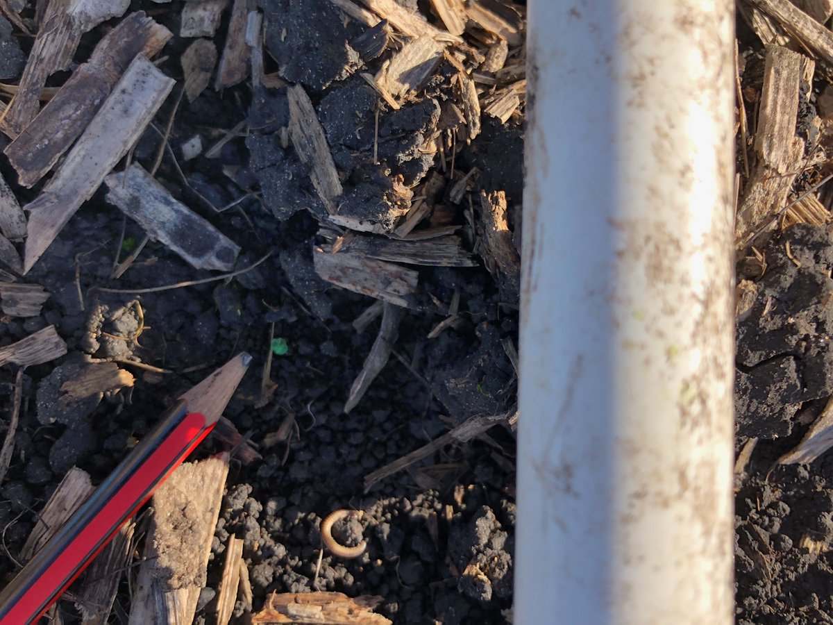 merindie1's tweet image. Great persistence #MetarexInov but getting in on the #Flooding #slugcontrol