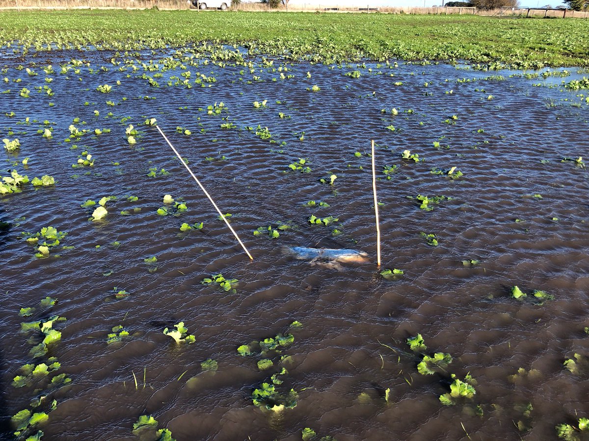 merindie1's tweet image. Great persistence #MetarexInov but getting in on the #Flooding #slugcontrol