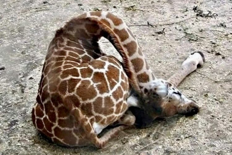 A-Moo’s Bouche 🐮 tweet media