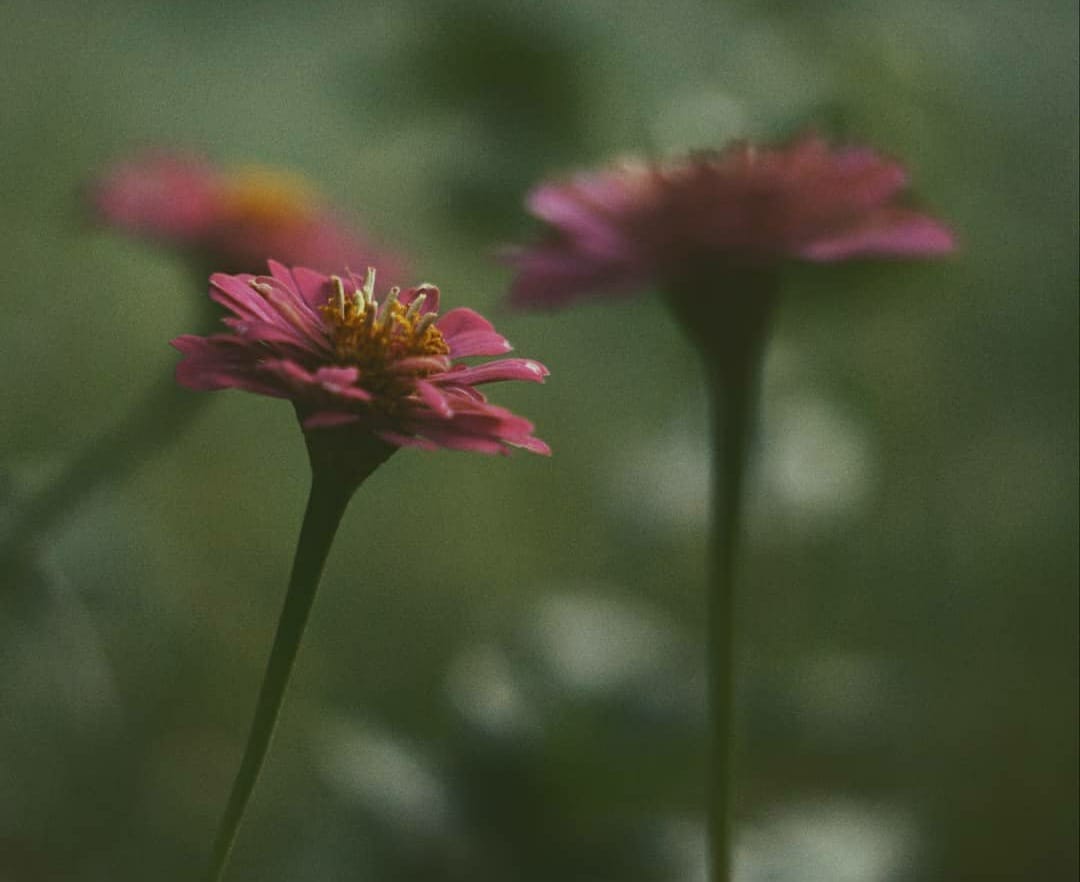 yusheetal's tweet photo. @Yaacov97531 poems in my garden 

#nftfam #nftphotographer #FlowerFriday https://t.co/NqcTJDnm0H