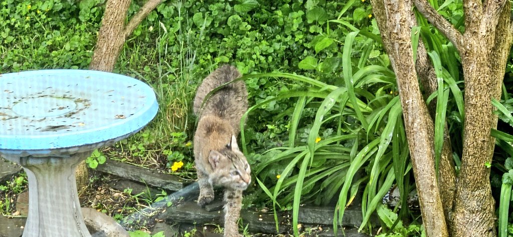 Caught the Bobcat hunting squirrel's.