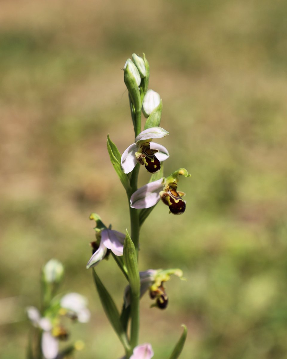 #Floraison de l’#Ophrys apifera (ophrys abeille) 🌸🐝 #orchidéesauvage 

📷 Justine Tarron