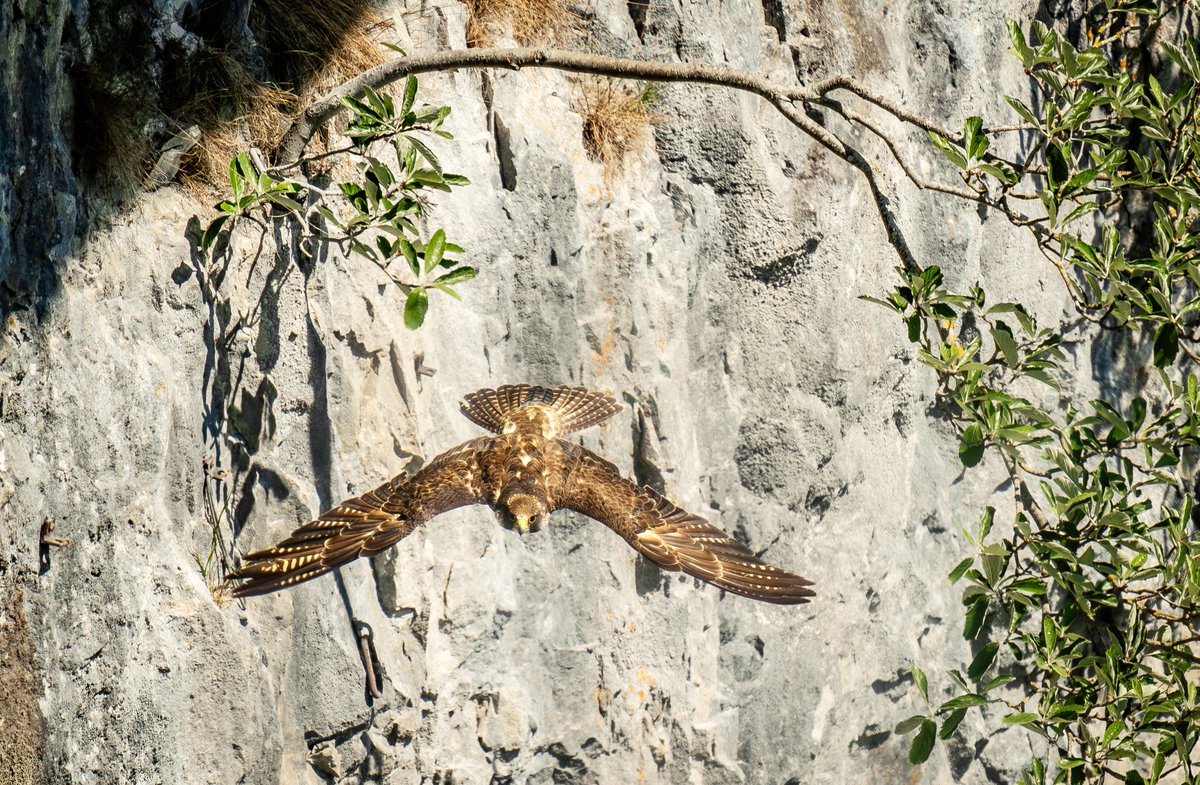 A female Peregrine falcon flies from her perch, as RSPB Volunteers take part in the Malham Peregrine Project 2023 at Malham Cove the Yorkshire Dales National Park. #ThePhotoHour #PeregrineFalcon #Peregrine