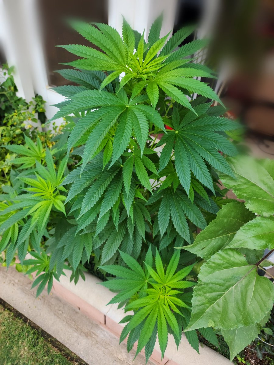 leafroe's tweet photo. #HoodMorning #LEAFGROES https://t.co/AWoR3yMx99