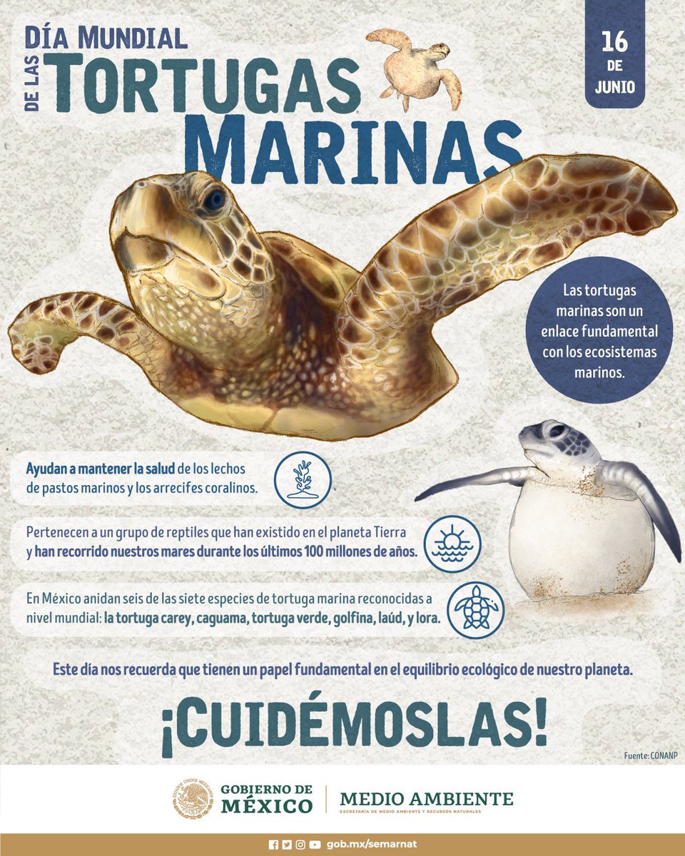 Celebramos el #DíaMundialDeLasTortugasMarinas.

📌#SabíasQue nuestro país recibe seis de las siete especies de tortugas marinas que existen en el mundo.🌎🐢🌊

Te contamos más. 👇🏽
Conservemos.