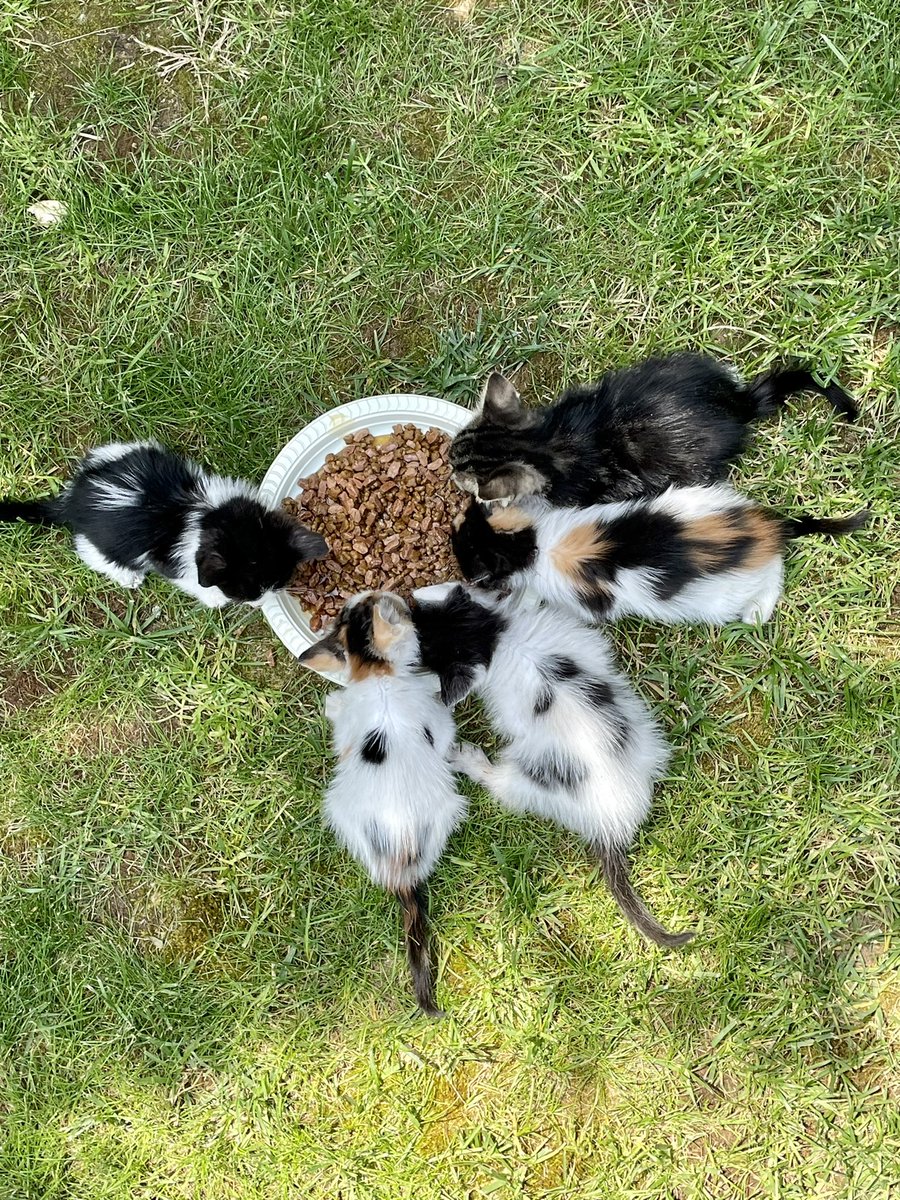 Arabada kedi köpek maması ve kağıt tabak bulundururum her zaman. bu canların nerede karşınıza çıkacağını bilemezsiniz.