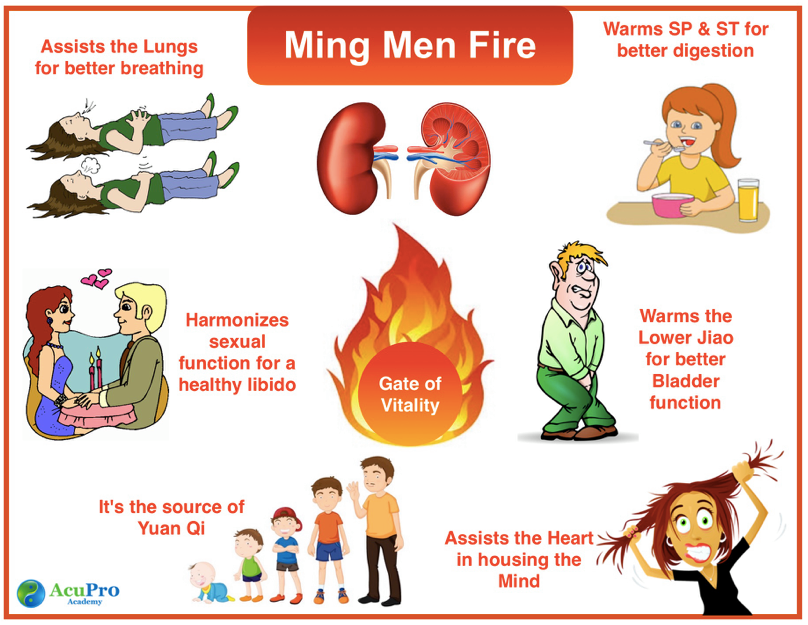 AcuProAcademy's tweet photo. ⭐️#TCM Foundation!⭐️
The Gate of Vitality (the Ming Men Fire) is found residing between the two Kidneys. It provides heat for all body functions, warms the KD Yang, and nourish KD Yin.

REN 4 and DU 4 are both great #acupuncture points to activate, especially using Moxa. https://t.co/8443eZ2fgx