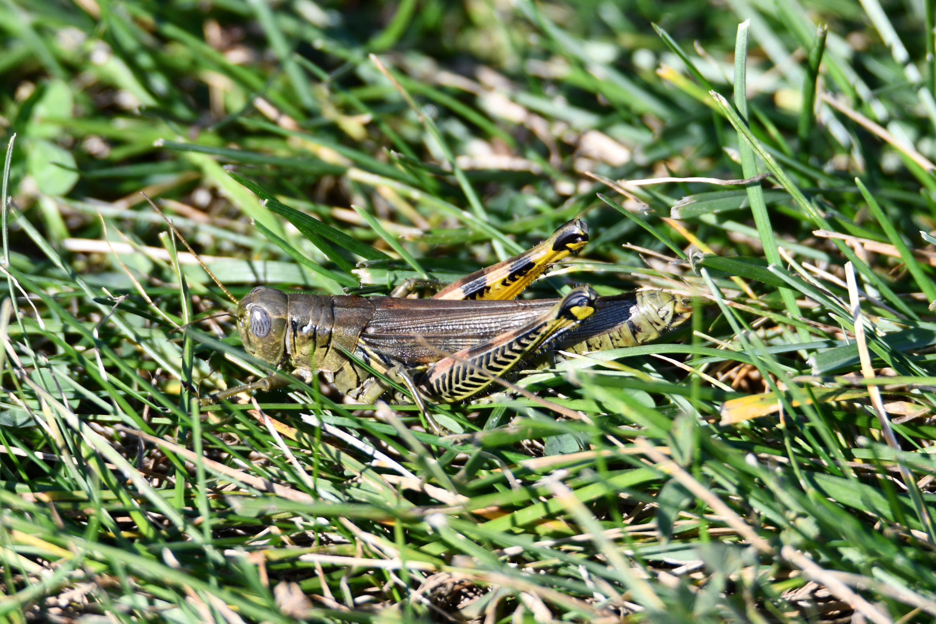 WillCoForestPreserve on Twitter: "Can you tell a cricket from a