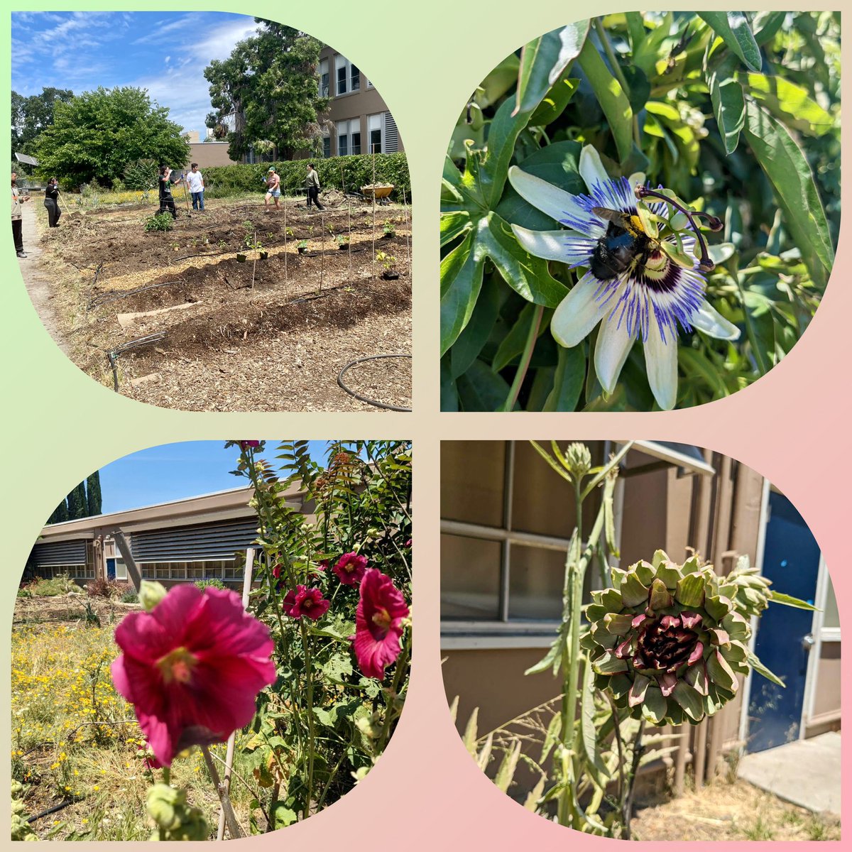 🪻Happy Flower Friday from our lovely garden! Our students in @CARES_ELP are creating such a beautiful space this summer 🧑🏽‍🌾 #blooming