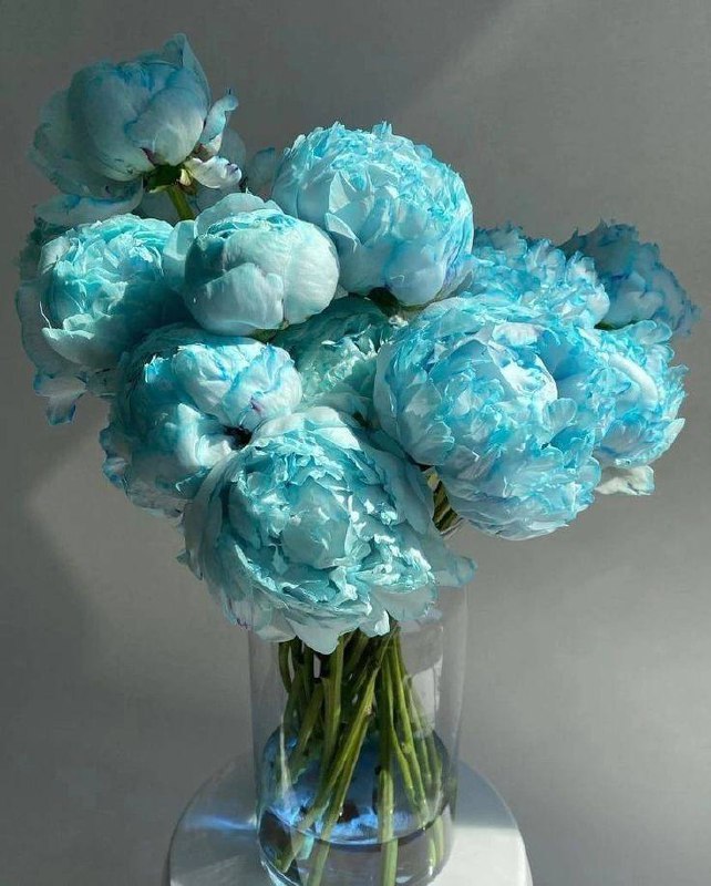 Baby blue peonies