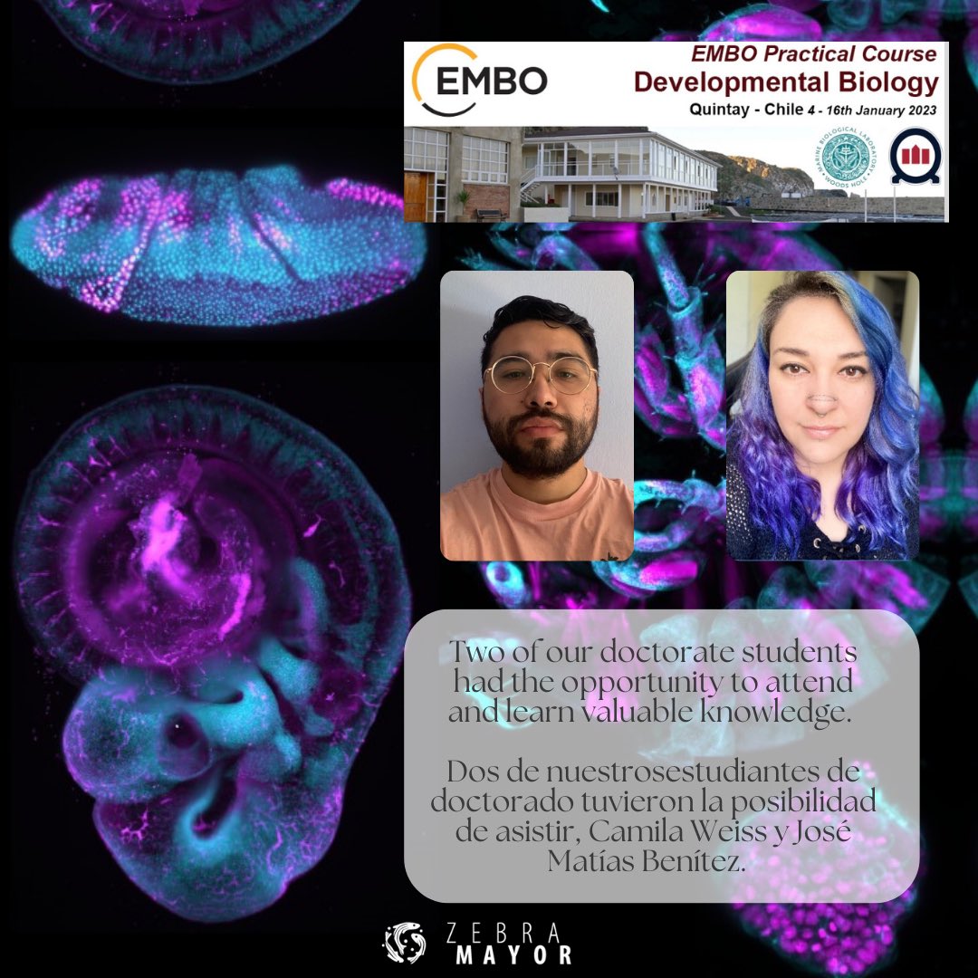 Can you identify the species?  
Today's #fishfriday we share this amazing composition of different organisms taken at an EMBO course. 
🔬🪰🐁🐥🐟🪱🦀

Credits to Marina Cuenca, Joao Vieira, José Antonio Palma, among others who attended the course.

#devbio #embo #biodes