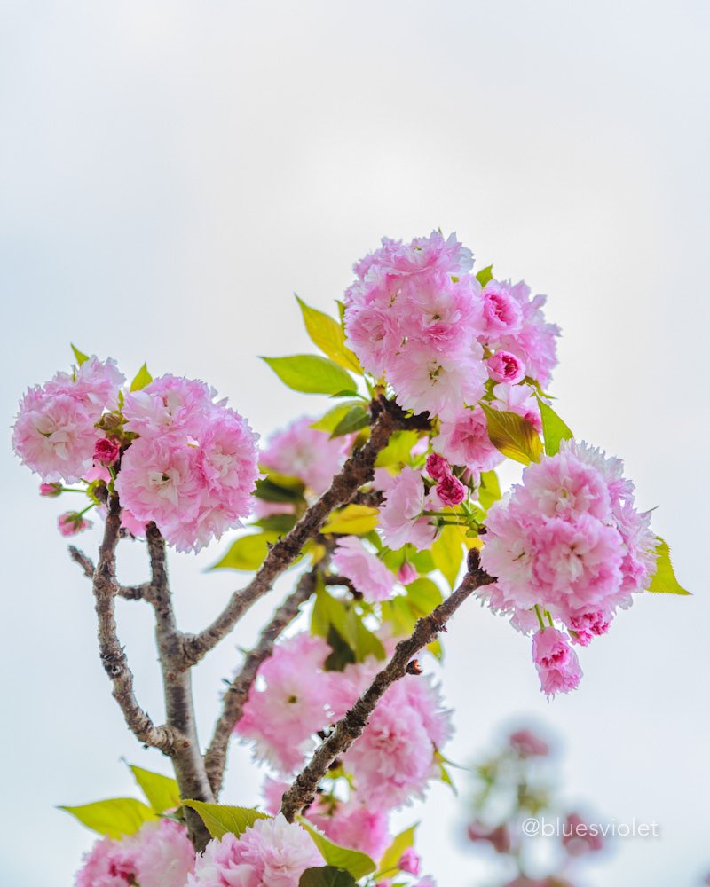 Shibuya

#flowers #floral #arboretum #dallasarboretum #prettyflowers #dallastexas #visitdallas #sightsofdallas #canonrp #canoneosrp #canonphotography #pink #stopandsmelltheflowers
