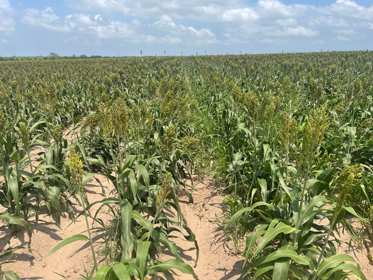 Same field. ✔️ Same crop. ✔️ Different results. ❌ With and without the igrowth®/IMIFLEX™ Sorghum Production System. Don't let weeds like Texas panicum take over your rows: bit.ly/439acua