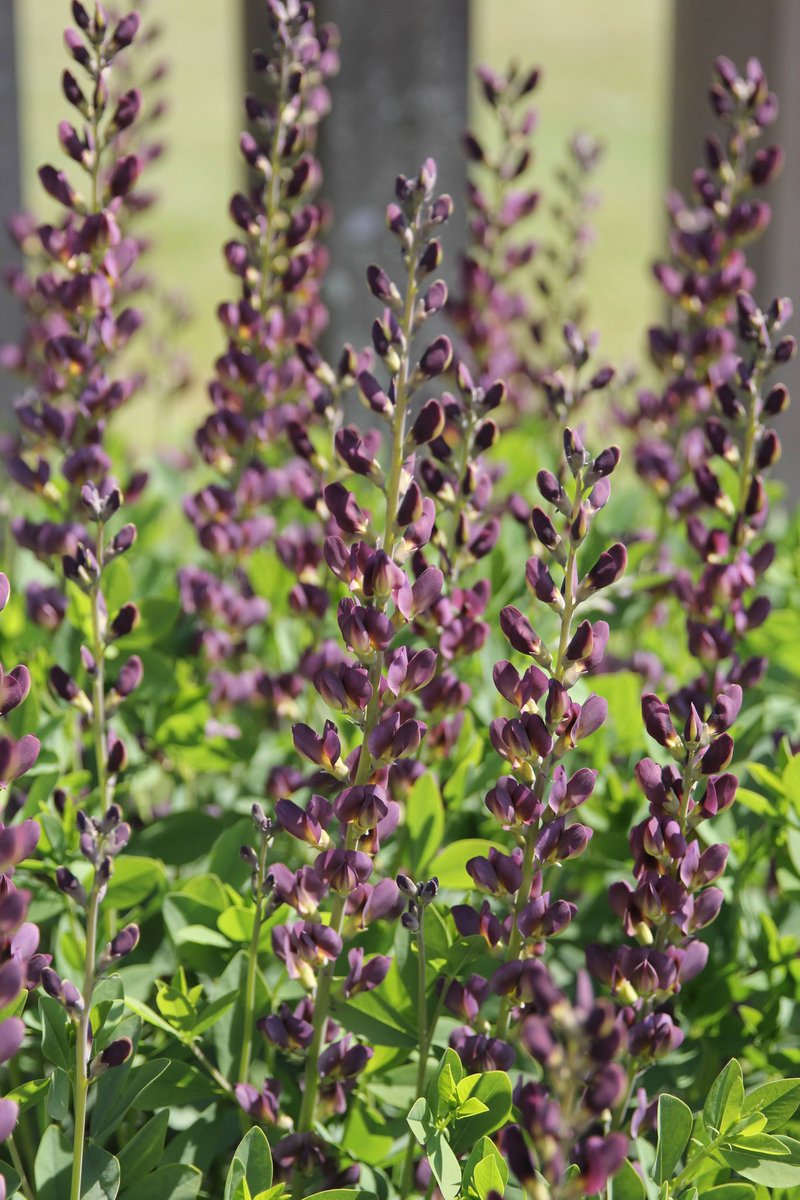 luceinthegarden's tweet photo. Baptisia 'Purple Smoke' giving hazy summer vibes on the East Terrace @BodnantGardenNT https://t.co/OT1w8khLoq