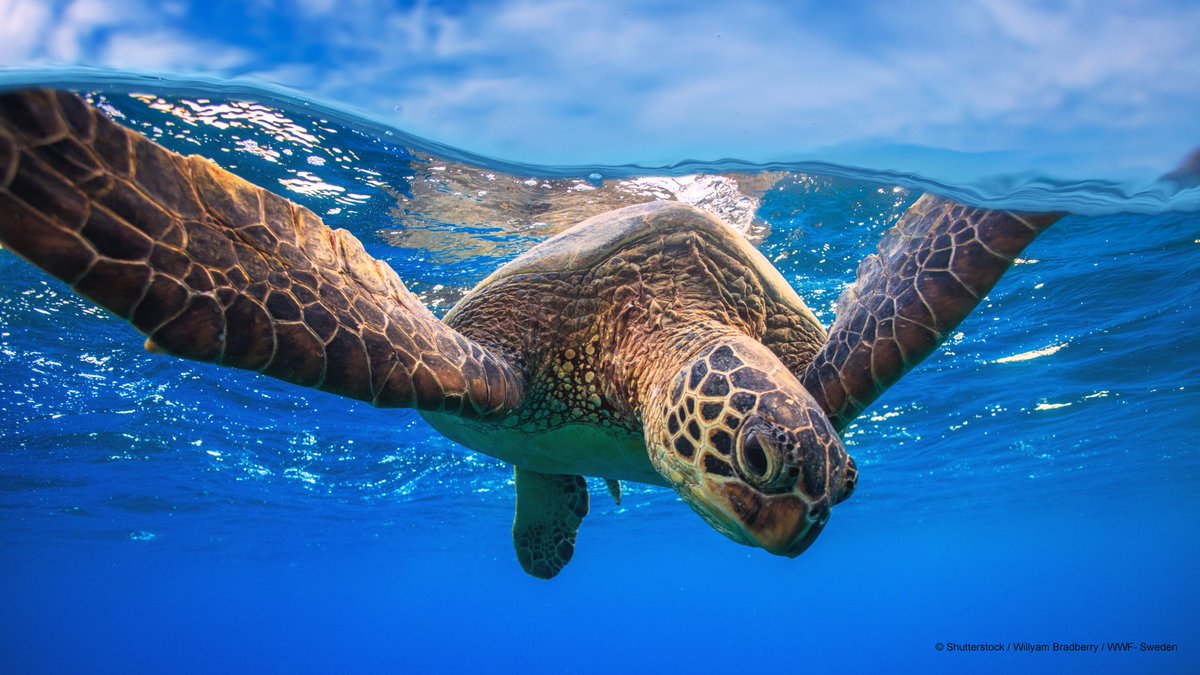 WWFnoticias's tweet image. ¡Hoy es el #DíaMundialdelaTortugaMarina! Durante más de 100 millones de años, las tortugas marinas han recorrido grandes distancias a través de los océanos del 🌎 desempeñando un papel vital en el equilibrio de los hábitats marinos. ¿Cuál es tu especie favorita de tortuga marina?
