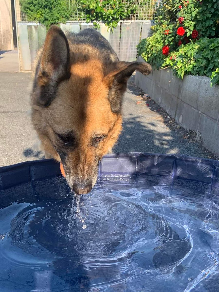 SANCTUARY DOG DEXTER. 
Dex’s favourite thing in the world is water so he’s very happy today after a little play in the paddling pool! 
Thankyou so much to all who support our sanctuary dogs- their details can be found via the link below :-
ukgermanshepherdrescue.co.uk/sanctuary-dogs…
#germanshepherd