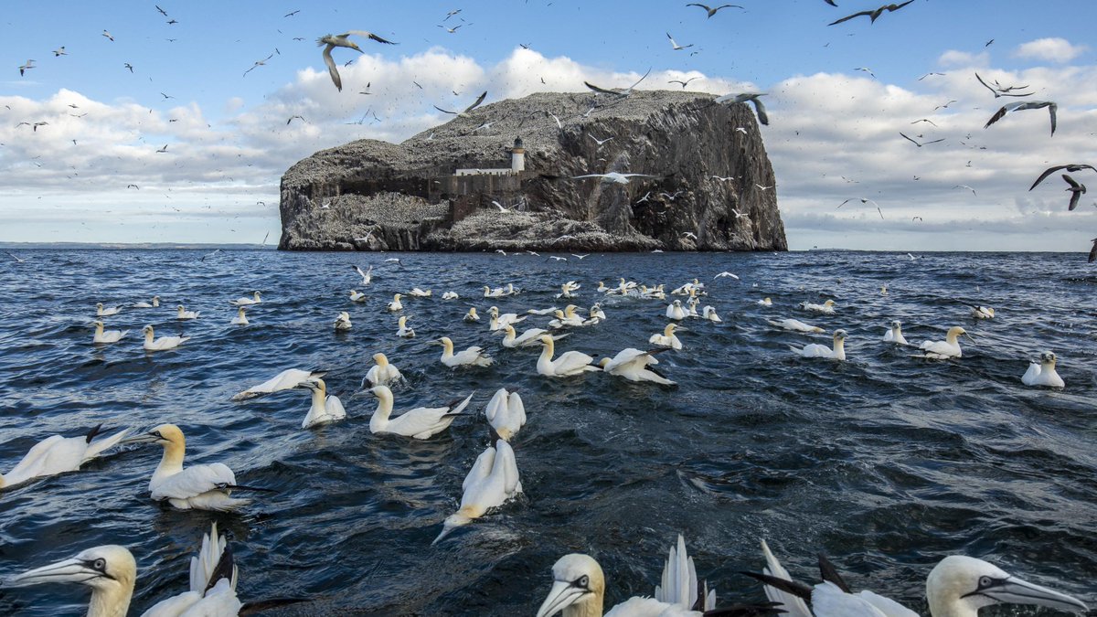 Concern about reduced bird numbers in the wake of the avian flu outbreak in Scotland. 🇬🇧

At one site, up to 90% may have been lost.