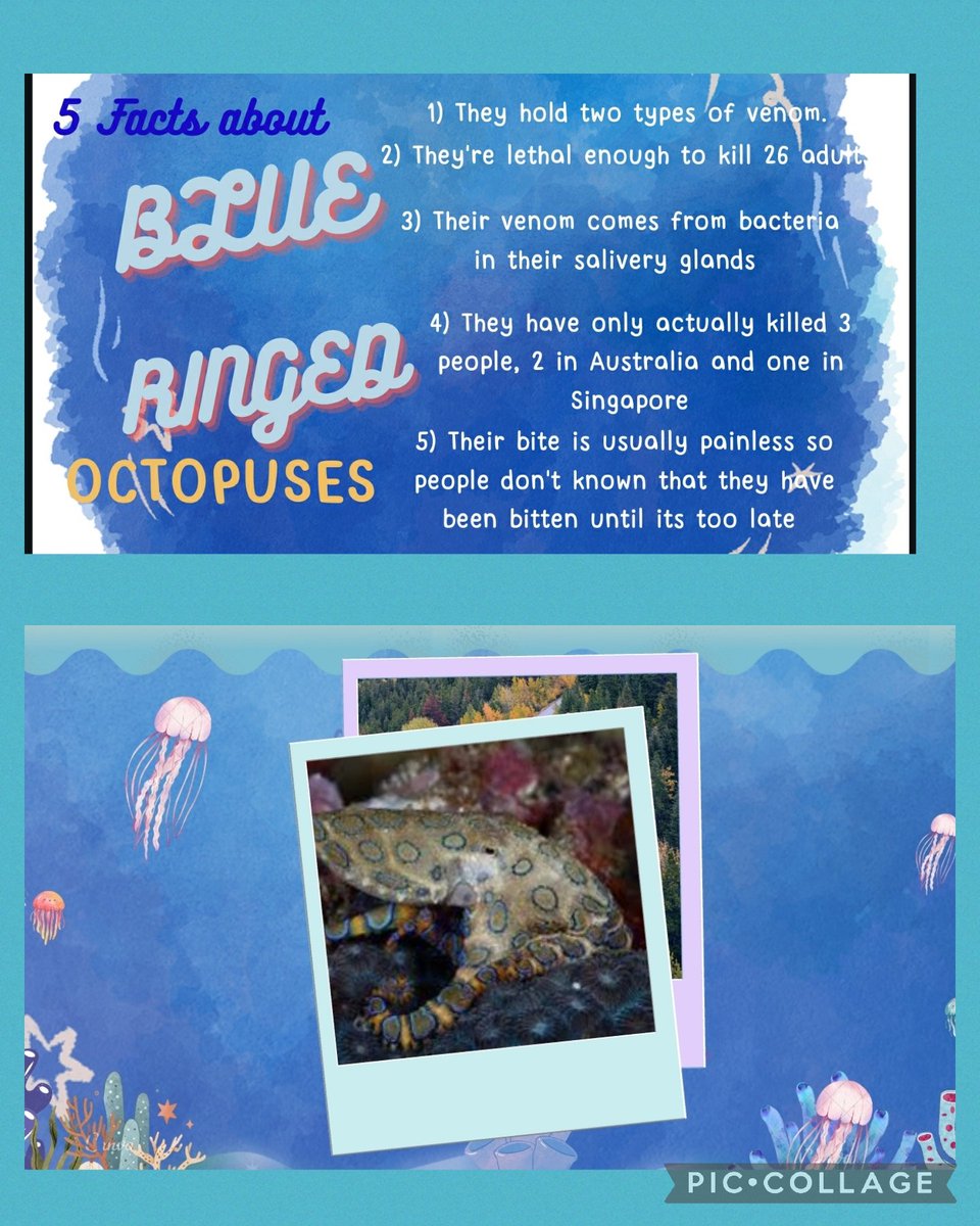 Fantastic work from Amelie in class 2a3 researching and writing a report all about blue ringed octopuses 🐙. Well done! Excellent effort ⭐⭐ #pedagoofriday