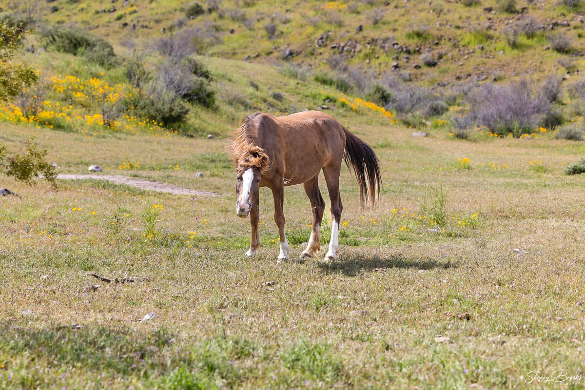 Shake off the weekday blues - because it's Friday!
#azphotographer #chandlerphotographer #saltriverhorses #saltriver #tontonationalforest #fridayvibes #arizona #landscape #landscapephotographer #wildhorses