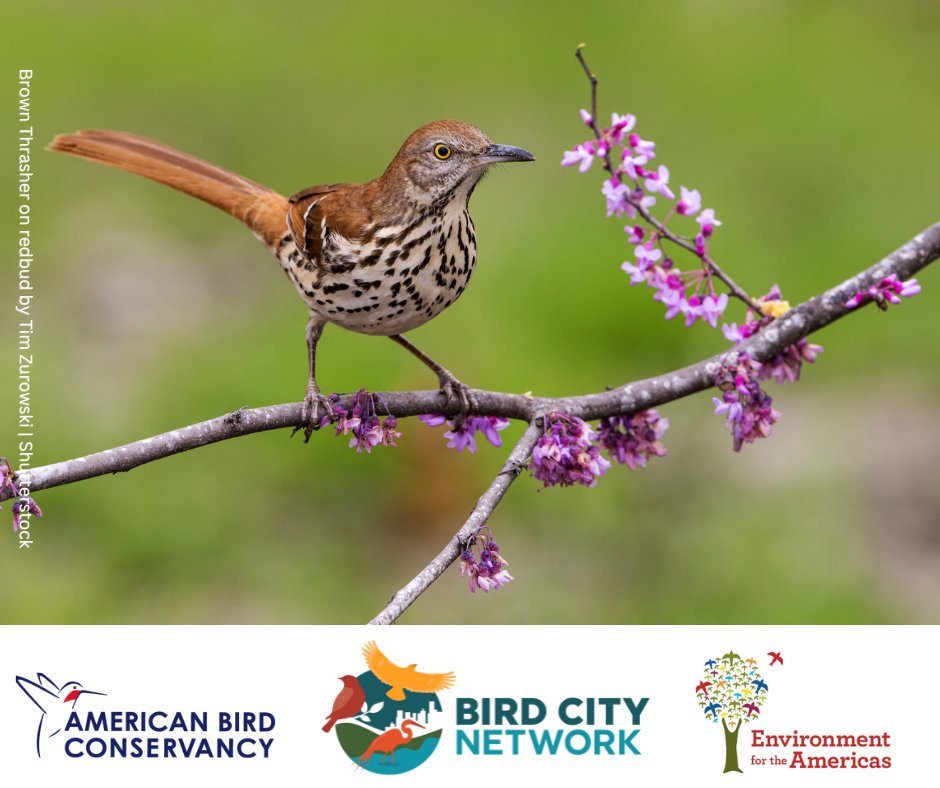 To bring birds back, we need more than a village – we need every village! Learn more about the Bird City Network! FREE webinar next Thursday, June 22 at 4:00 PM ET. More info / register: abcbirds.org/BirdCityWebinar