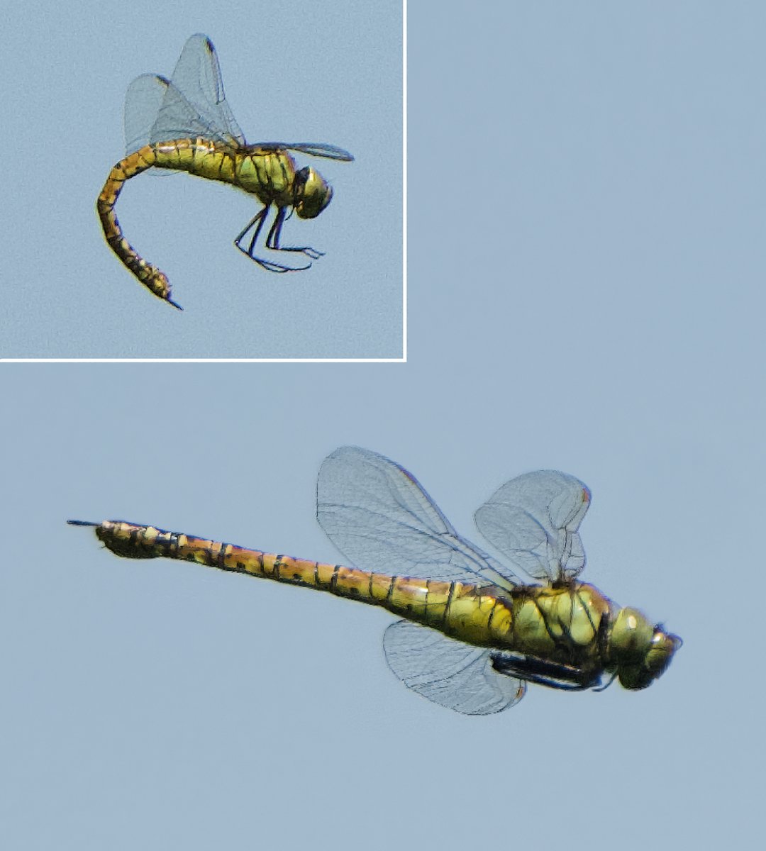 A female/immature Southern Migrant Hawker, near Shadoxhurst, today. Only my 2nd for the Orlestone forest area. Anyone else seeing them? <a href="/MarcHeathym007/">Marc Heath</a>