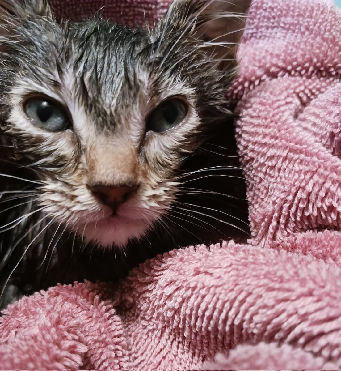 MargeauxSpeaks's tweet image. Junebug just had her #firstbath and I don't think she's too #happy with me right now. Gotta keep that 😺 clean tho 🤣😂🤣 
#furbaby #furbabybathtime #babysfirstbath #madkitty #kittensfirstbath #kitten #kittenlove #furball #kittenoftheday #catoftheday #iflookscouldkill  🐾🥰