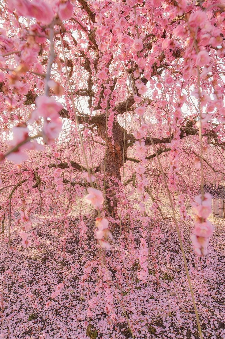 softdeIicacy's tweet photo. pink nature. https://t.co/d8VTrDtX3O