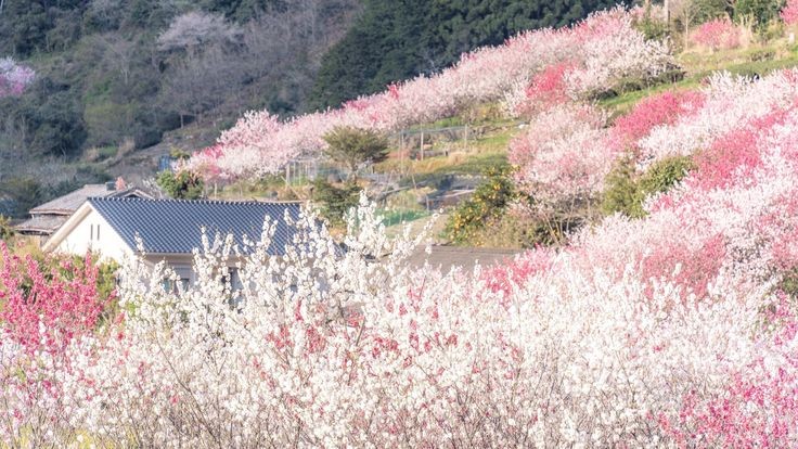 softdeIicacy's tweet photo. pink nature. https://t.co/d8VTrDtX3O