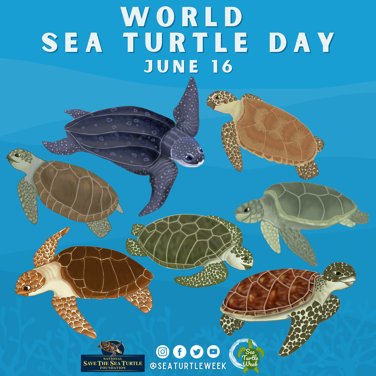 MathBRIX's tweet image. It’s #WorldSeaTurtleDay! Learn about sea turtles with free #K12 resources from @SeaTurtleWeek, including standard-aligned lesson plans, printables, coloring pages, videos &amp;amp; more #steameducation #SeaTurtleWeek seaturtleweek.com/lesson-plans