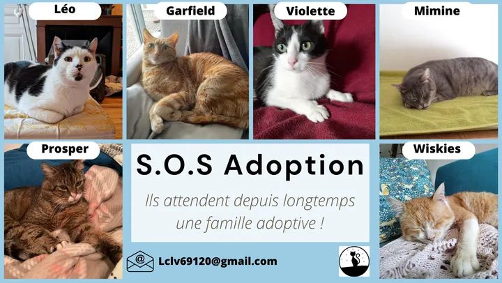 [À l'adoption] Ces 6 beaux loulous sont en attente depuis longtemps, ils ne sont pas aussi petit qu'un chaton mais ont tous autant d'amour à donner ❤️
N'hésitez pas à partager 🙏✨