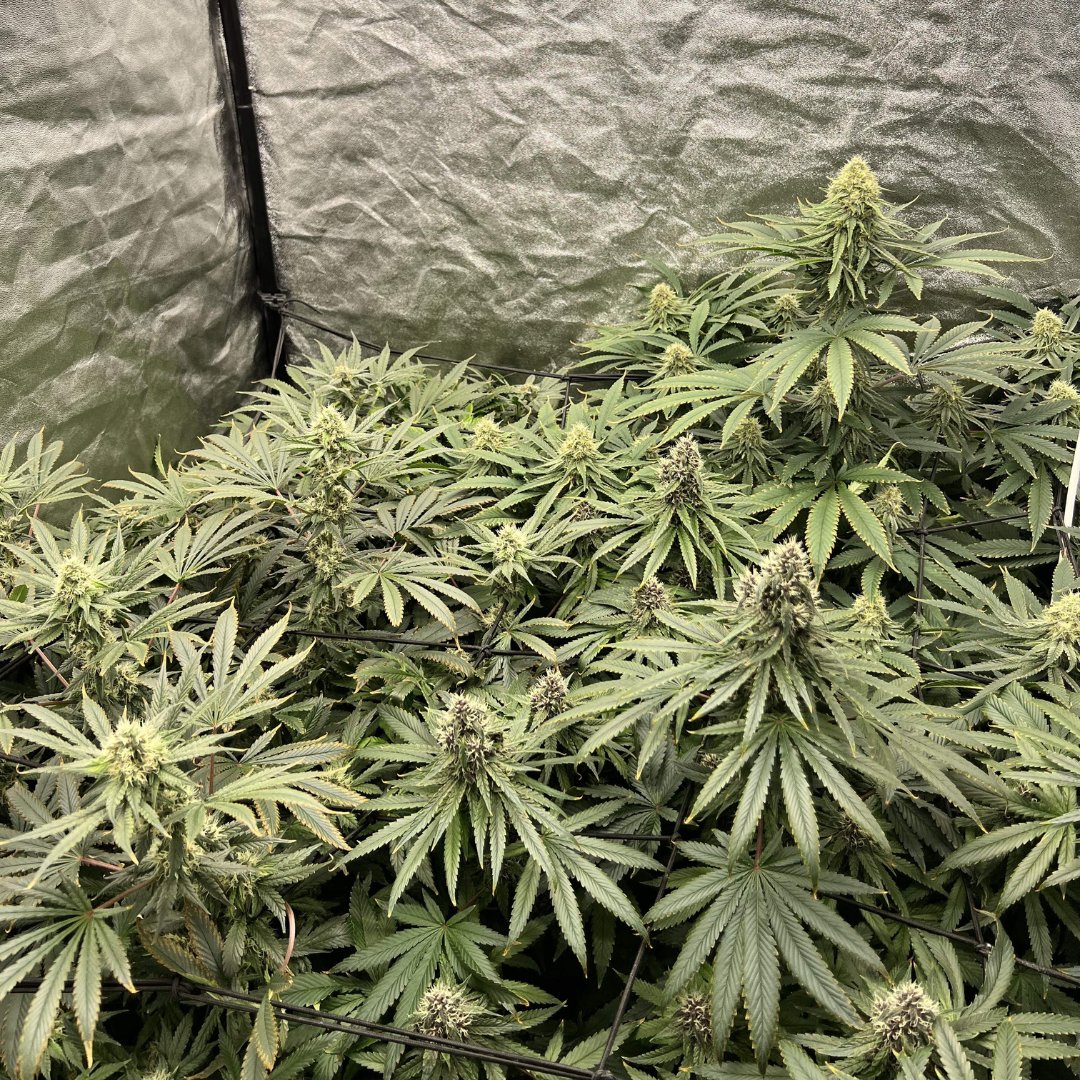 Bubble Bomb

🧬 THC Bomb x Bubblegum
📈 18-20% THC
⚖ 650-750g/m²
⌚ 8-9 Weeks (📸 Week 6)

👨‍🌾 RastaMouse
💡 ZEUS 465W PRO 2.9
🚿 Hydroponics

#bombseeds #bubblebomb #dropseedsnotbombs #growyourown #cannabiscommunity