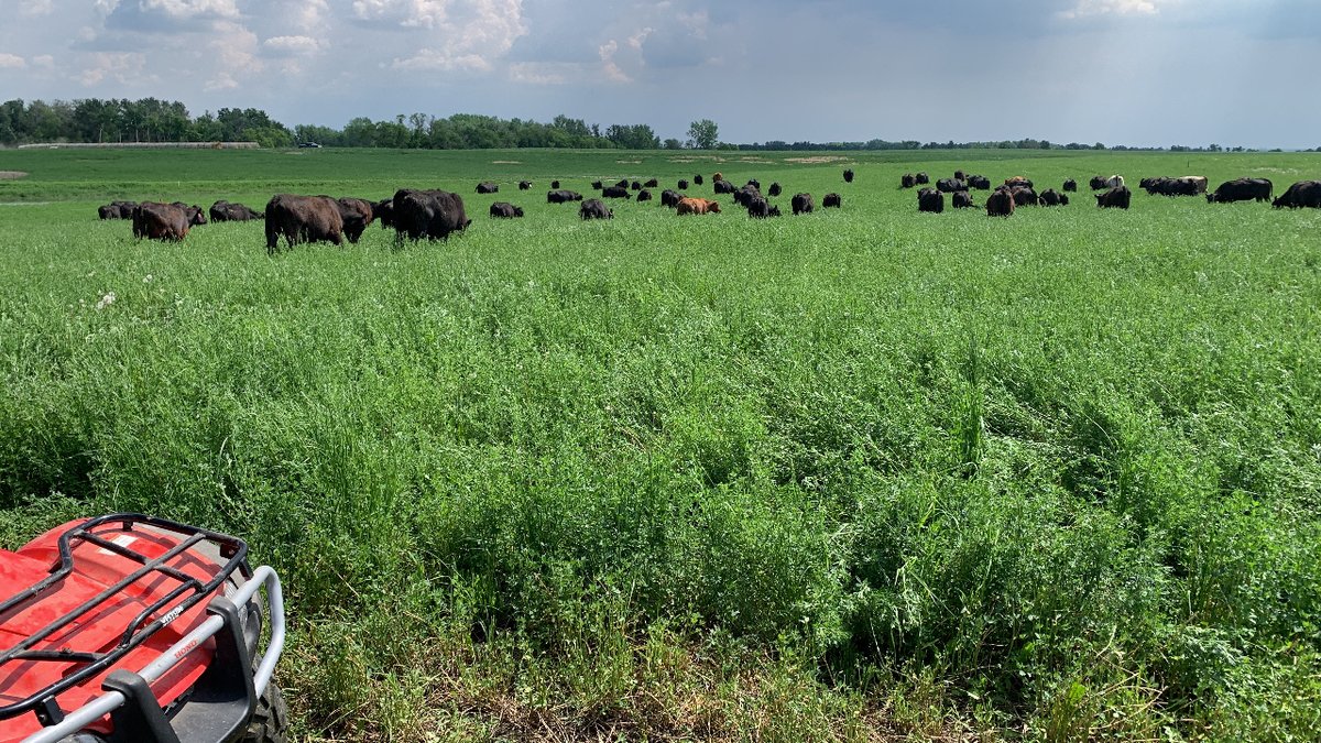 The heat wave the end of May and beginning of June really made the grass grow! We start grazing as soon as snow recedes enough and then transition from stockpile to new growth. It is usually mid June when the new growth is abundant and everyone breathes a sigh of relief !
