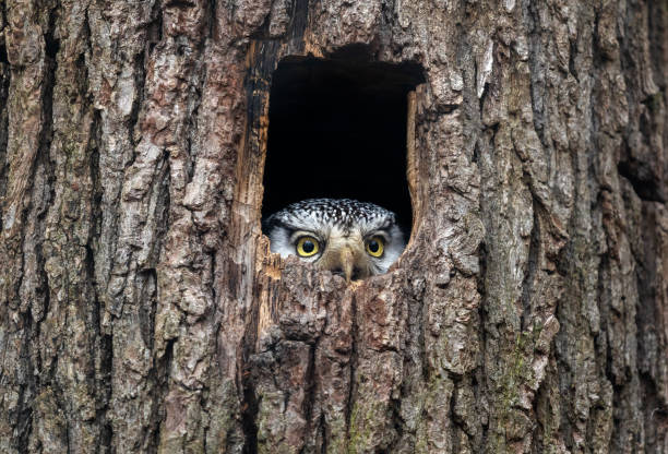 What kind of wildlife has made their home in your trees?