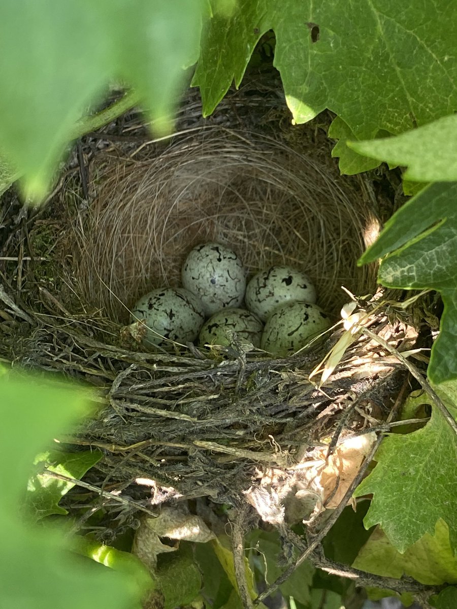 Bello trovare nidi abitati tra le viti. Questi credo siano di merlo. Quando succede li segnaliamo con una bandierina colorata per non danneggiarli con le lavorazioni e i trattamenti 😍🐦