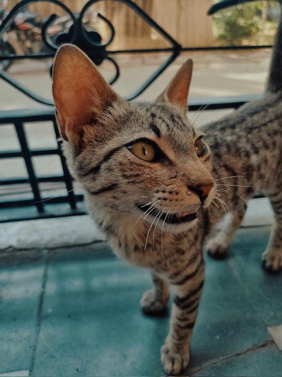 @oppo #ShotonOPPO  🐱
 #OPPOPetPics  #OPPOReno8Series