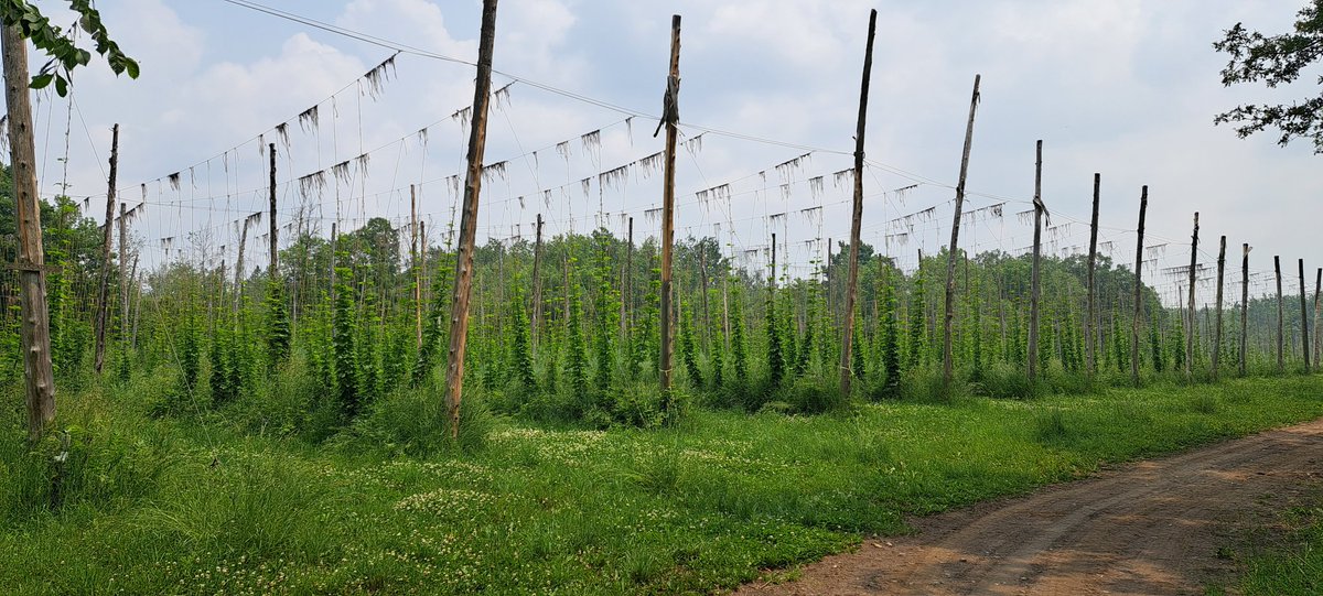 Not too shabby for June 16th.
#localhops #localsdg #onhops