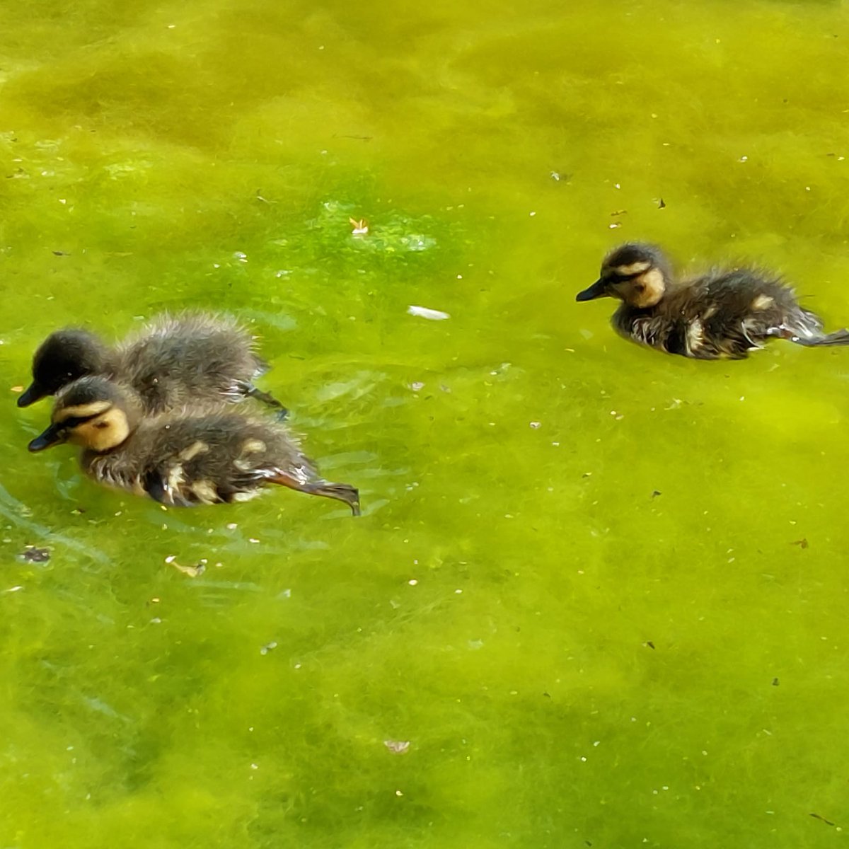 The Cockington ducklings enjoying a family trip out around the lakes! 🦆

#ducklings #cockingtonlakes