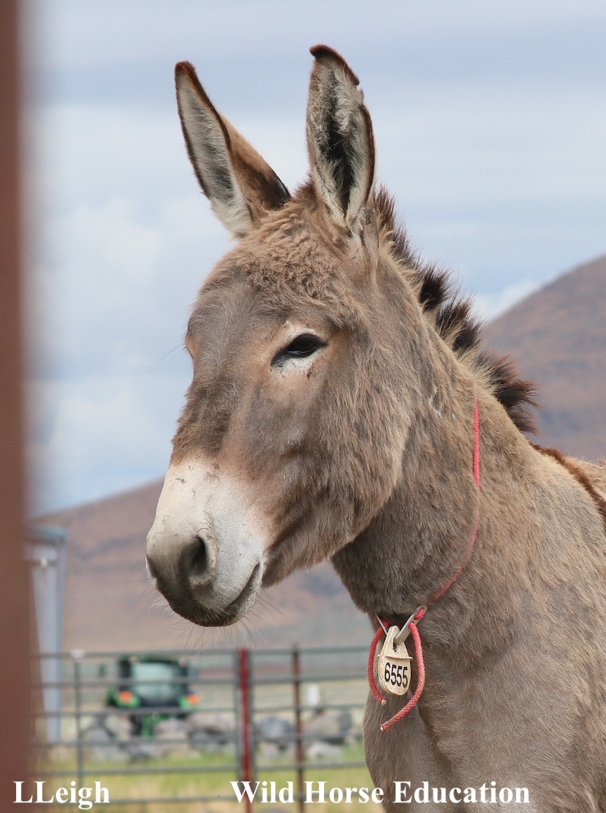 Looking for a Twin Peaks #burro? > tinyurl.com/2s4b4psp Once adopted or sold many burros are falling into the seedy slaughter pipeline due to the worldwide crisis being caused by the Ejiao trade. Thinking about adopting a burro? You may be saving a life. #wildhorses