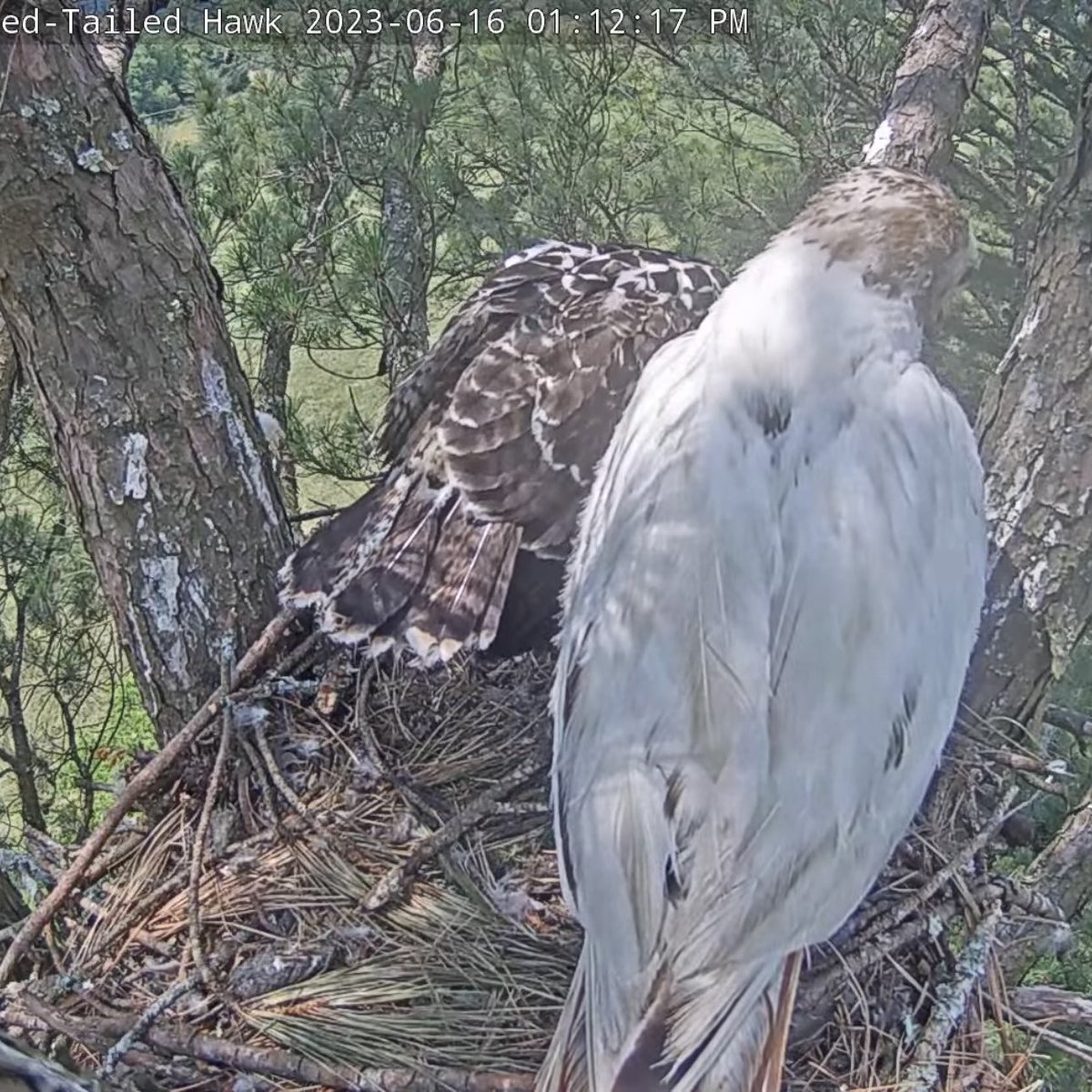 It’s a bit difficult to see but even Angel has some red in her tail despite her unique coloring. 

#windowtowildlife #birdsofprey #nest #babyanimals #nature #wildlife #livestream #redtailedhawk #conservation #education