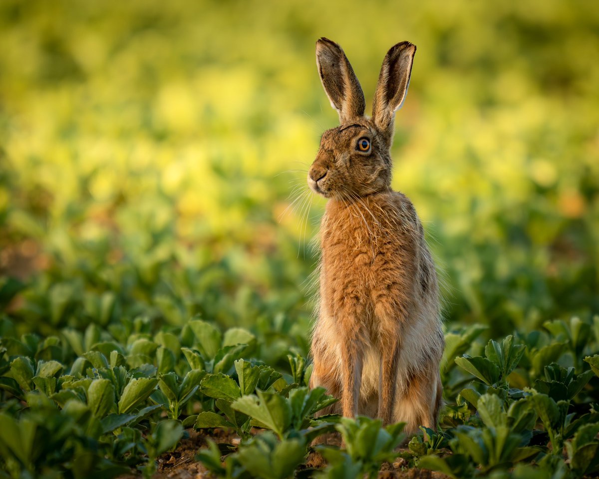 Paul__Browning_'s tweet photo. My 3 entries for @BBCCountryfile calendar this year ..

What do you think?

It’s so hard to choose …

The little owl has got to grab the judges attention surely ??? 

#bbccountryfilemagpotd #BBCWildlifePOTD #wildlife https://t.co/lIeoyhzKN3