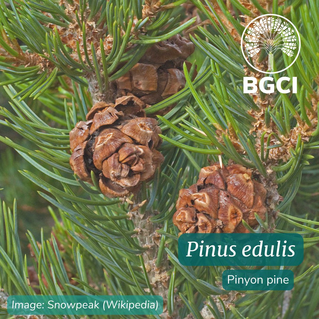 @bgci #DYK? Pinus edulis, or pinyon pine, is native to the US and makes up 22% of forests in Colorado. 
ow.ly/psFU50ONOrC
#TreeConservation #GlobalConservationNetwork #ConservationProjects #NativeAmerican #TreeStories