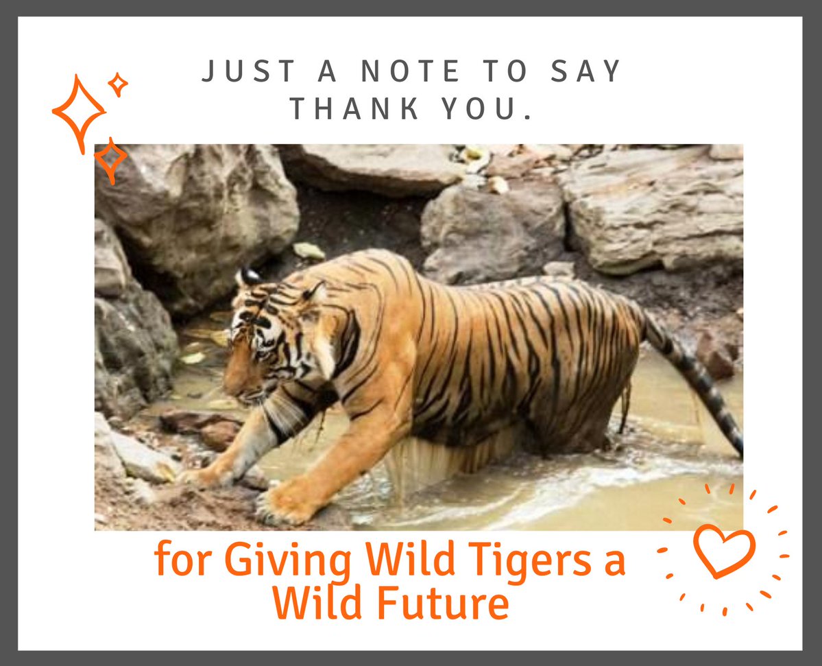 Reports on Saving Bandhavgarh's Wild Tigers from Poachers - GlobalGiving