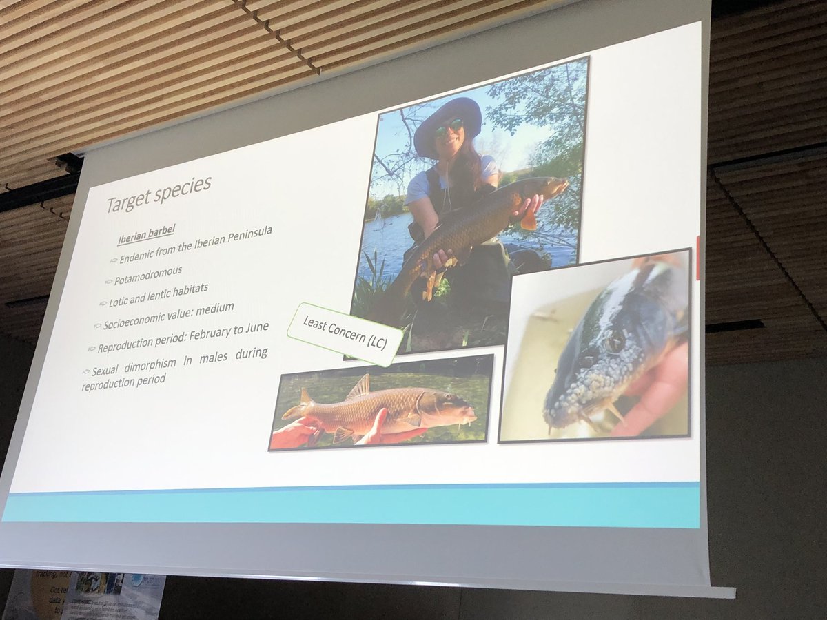 Ana Sofia Rato (@anassrato) on Twitter photo What an amazing week in Sète at <a href="/icft2023/">icft2023</a>! Presenting my work with Iberian barbel and getting the chance to learn so much with all the amazing speakers! Thank you so much for the awesome experience! <a href="/PMRAlmeida/">Pedro R. Almeida</a> <a href="/AFilipa_MSilva/">Ana Filipa Silva</a> <a href="/MARE_centre/">Bianka Galik❄</a> What an amazing week in Sète at <a href="/icft2023/">icft2023</a>! Presenting my work with Iberian barbel and getting the chance to learn so much with all the amazing speakers! Thank you so much for the awesome experience! <a href="/PMRAlmeida/">Pedro R. Almeida</a> <a href="/AFilipa_MSilva/">Ana Filipa Silva</a> <a href="/MARE_centre/">Bianka Galik❄</a>