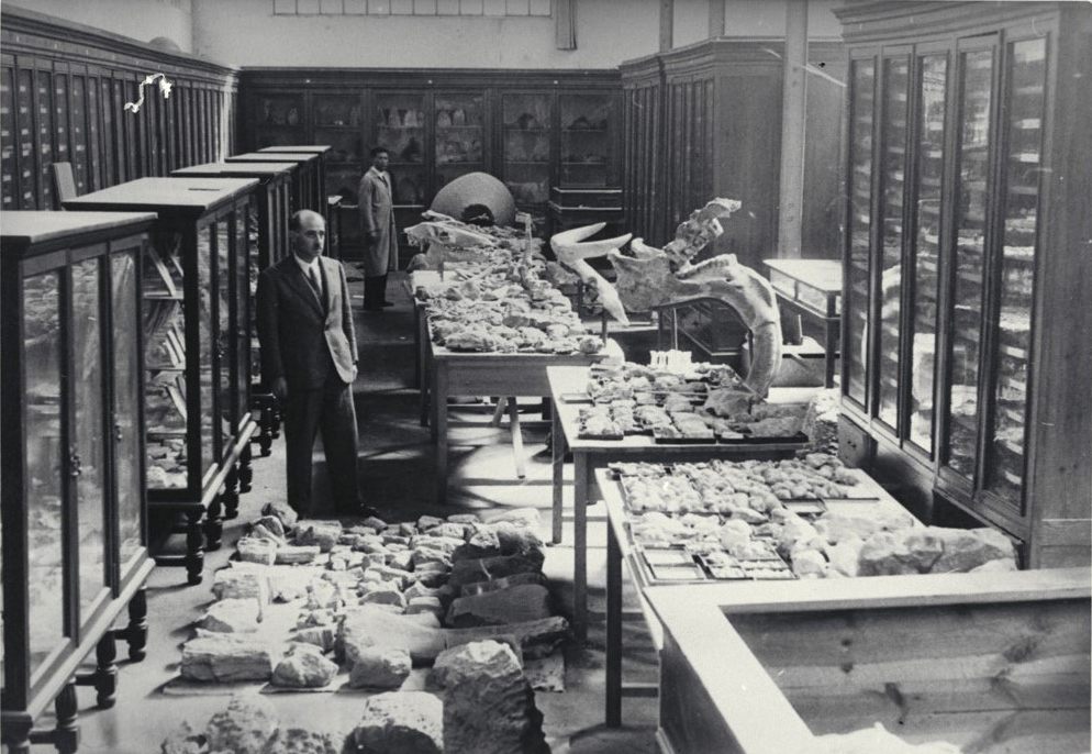 MNCN_Col's tweet photo. #FossilFriday La 1ª cita de #dinosaurios en #España la hizo Juan Villanova y Piera (1873) que los cita en Morella (Castellón) y Utrillas (Cuenca). El primer estudio de la fauna de dinosaurios en España lo hizo José Royo y Gómez, al que vemos en el MNCN en 1934. #HistSci #Museums https://t.co/OcqCKw6TC3