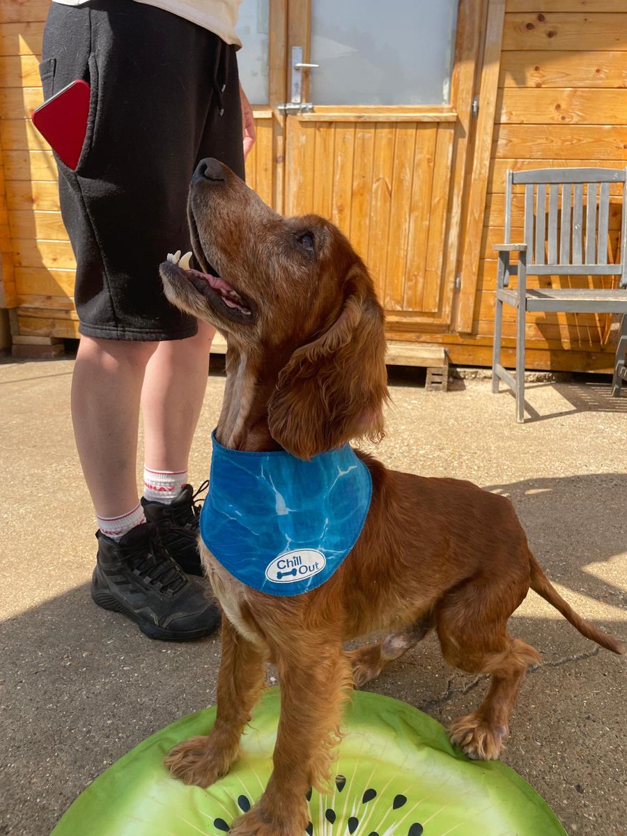 Happy Friday everyone and meet Halo a 7-8 year lovely male Spaniel that came into us after he was found abandoned , possibly due to ear infection that he had ,that owners may not have wanted to treat .Halo is now looking for his forever home , could this be you ?🐾