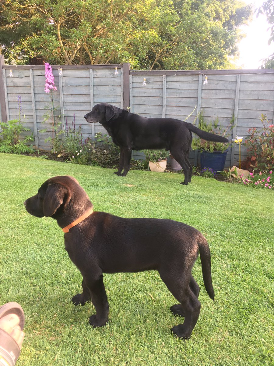 BossFaulkner's tweet photo. Well what happened today ? My new little sister arrived  ❤️  Bea xx https://t.co/cV4WArNjbu