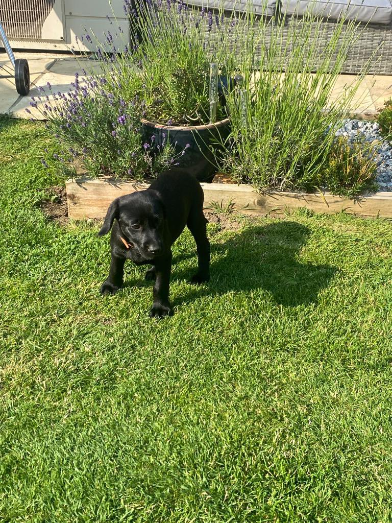 BossFaulkner's tweet photo. Well what happened today ? My new little sister arrived  ❤️  Bea xx https://t.co/cV4WArNjbu