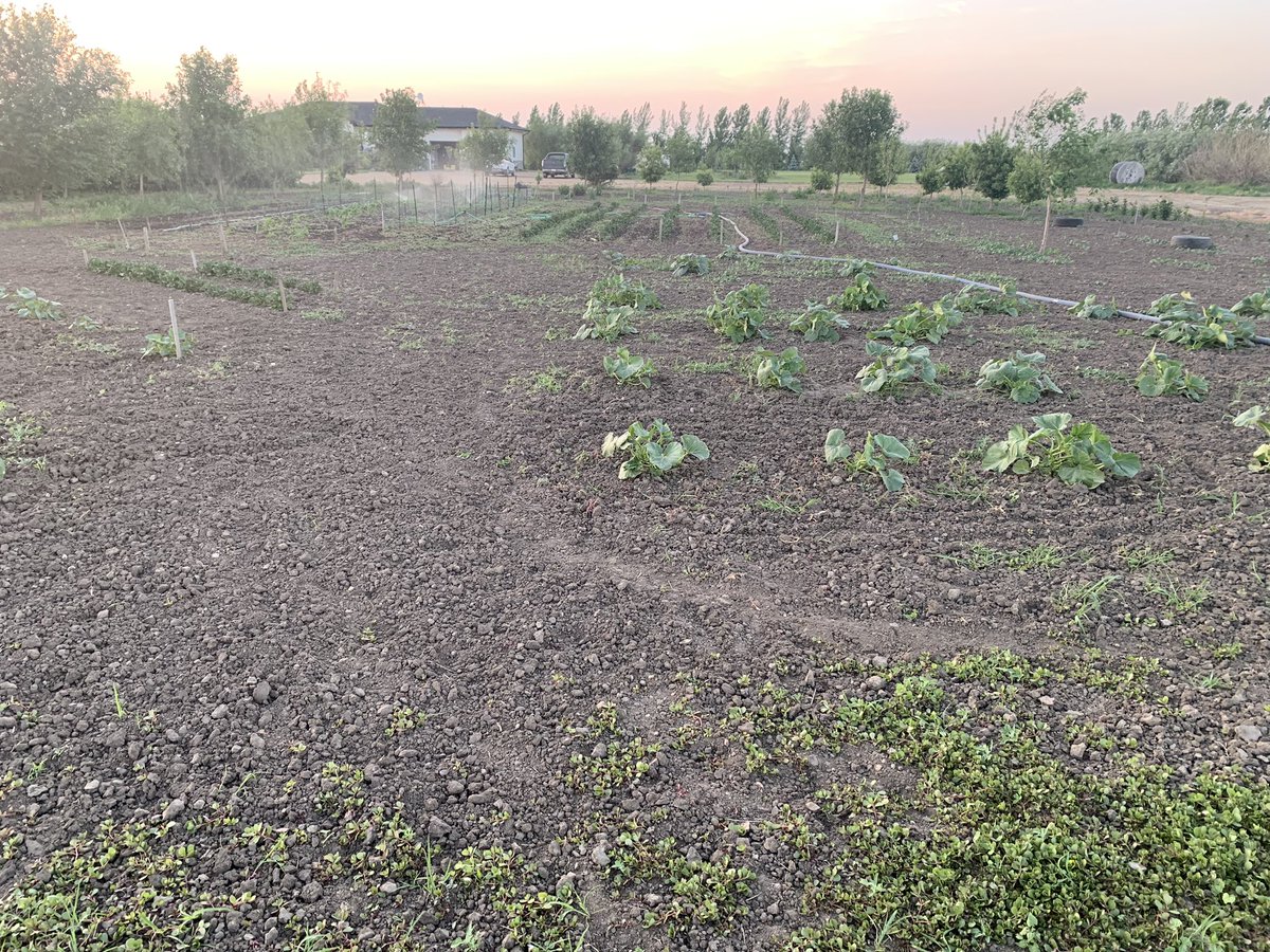 Almost time to water again….  #gardening #pumkins #chasingweeds