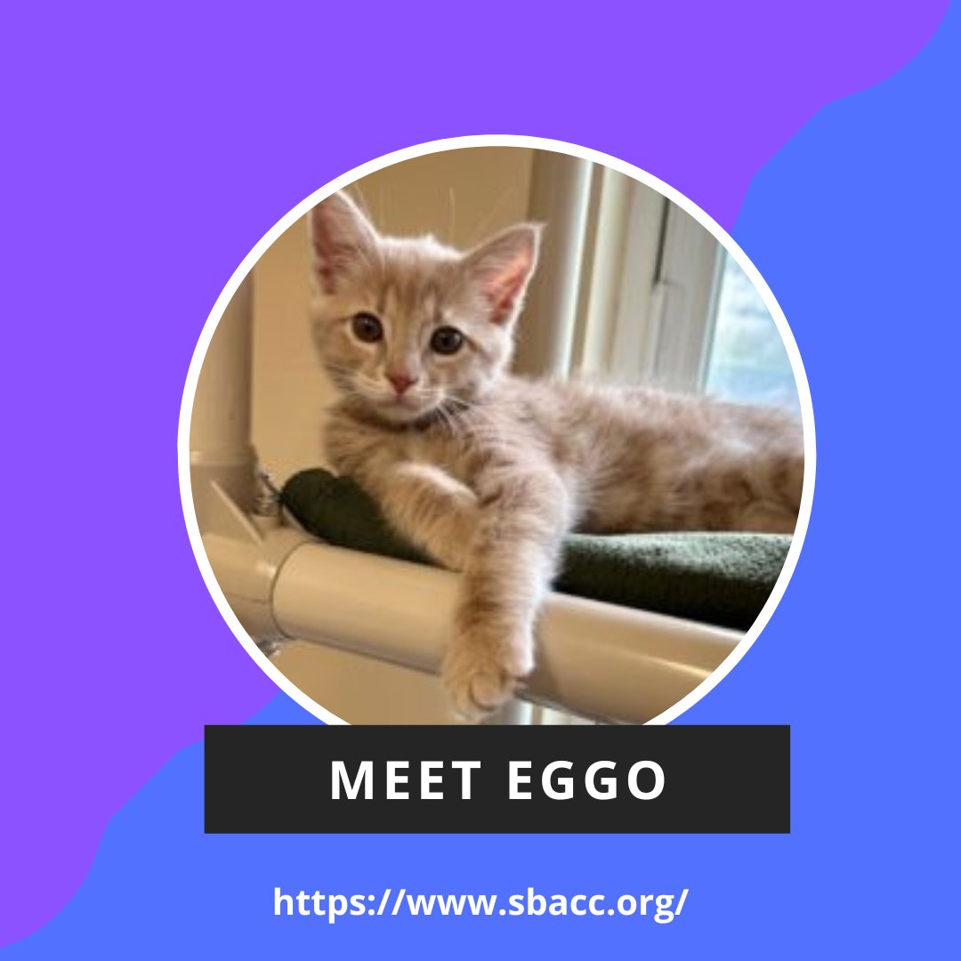 HAPPY FOSTER FRIDAY | Meet Eggo

Eggo is an awesome kitten who is curious, energetic and playful. He likes to have some quiet time to cuddle up at night.

Adoption details @ ecs.page.link/8XP4e 

#adoptdontshop #adoptme #adoptocpets #fosterfriday